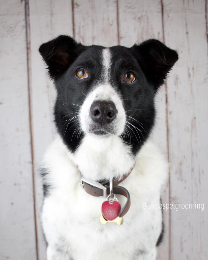 Alicia's Pet Grooming - Morgan Hill, CA