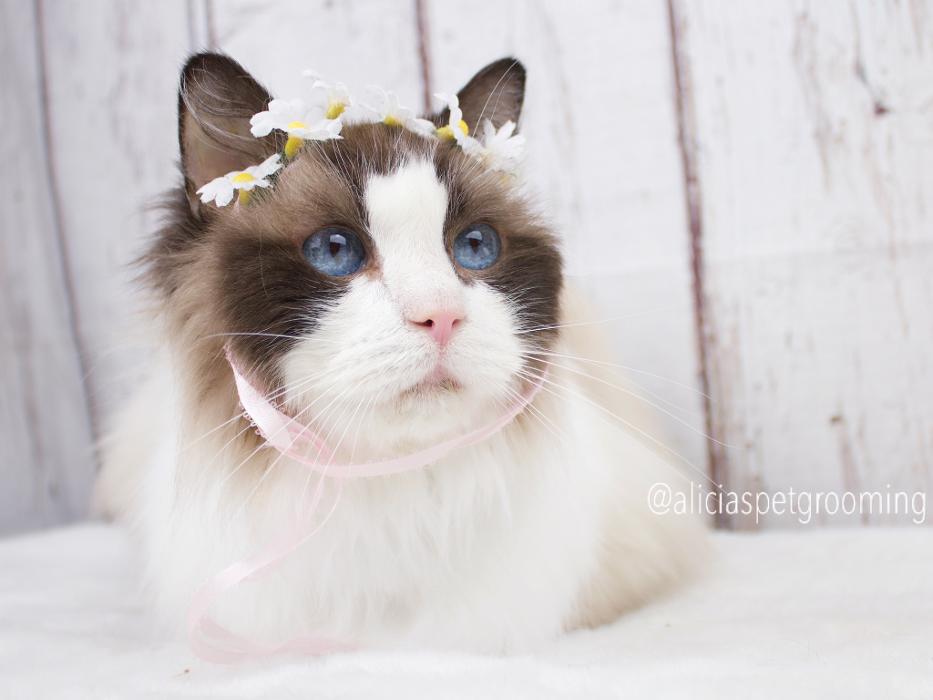 Alicia's Pet Grooming - Morgan Hill, CA