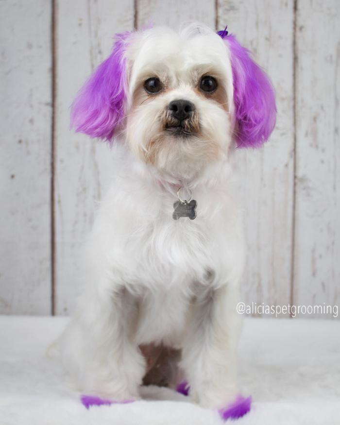 Alicia's Pet Grooming - Morgan Hill, CA