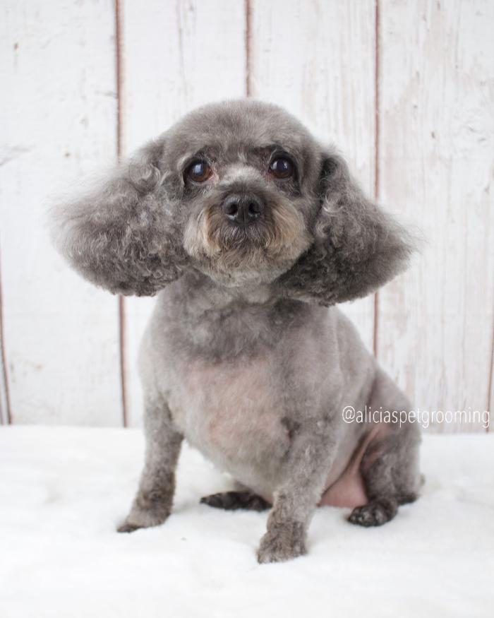 Alicia's Pet Grooming - Morgan Hill, CA