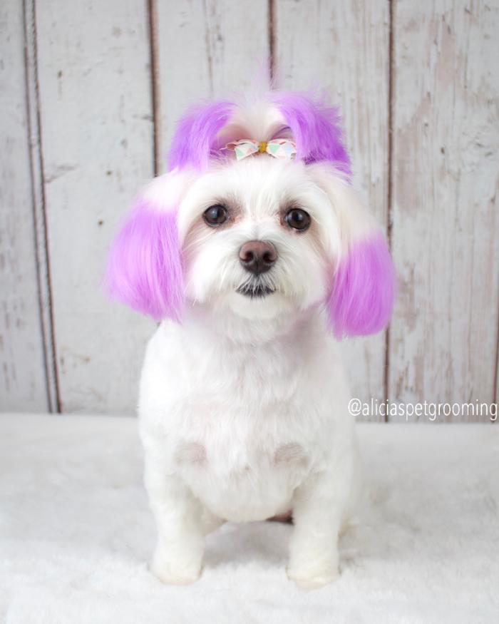 Alicia's Pet Grooming - Morgan Hill, CA