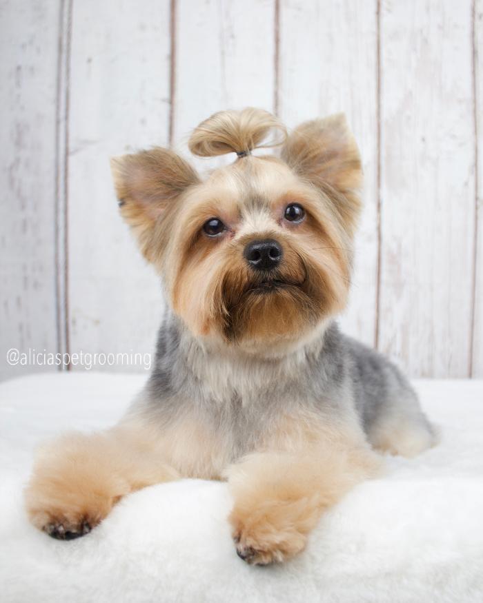 Alicia's Pet Grooming - Morgan Hill, CA