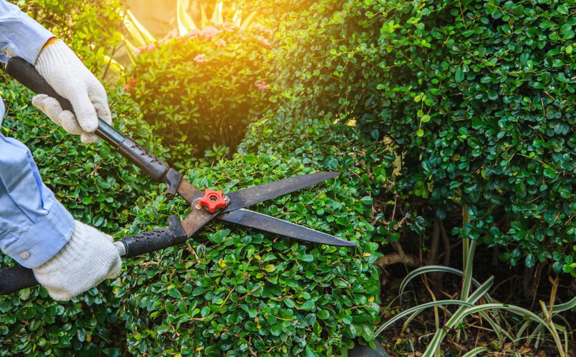 Cobo's Treeservice - Riverside, CA
