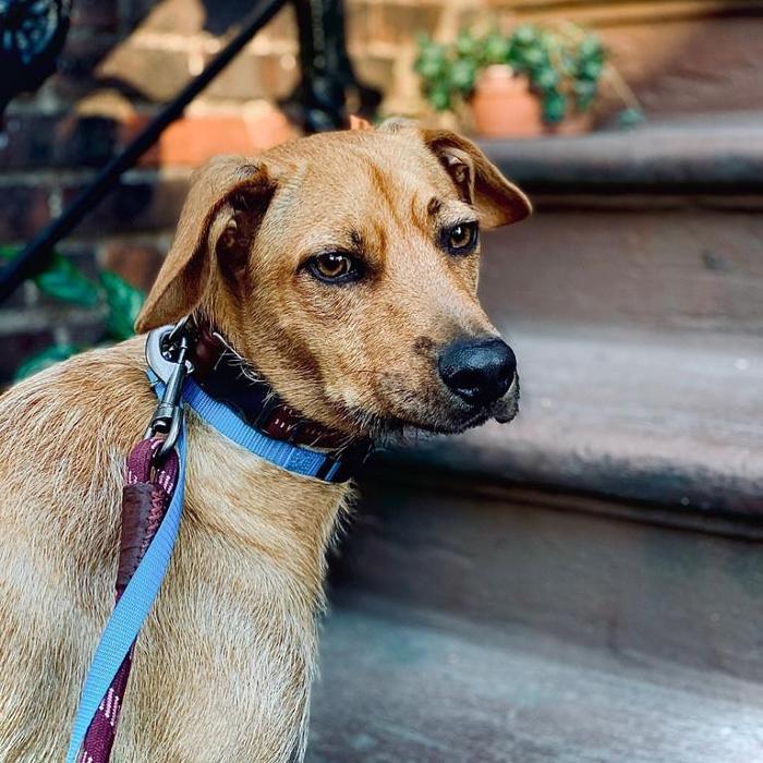 Homedoggy - Brooklyn, NY