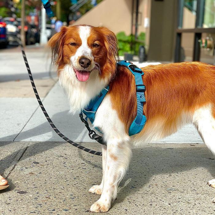 Homedoggy - Brooklyn, NY