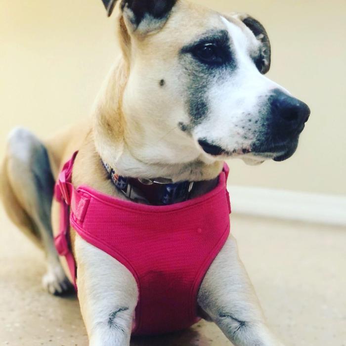 Homedoggy - Brooklyn, NY
