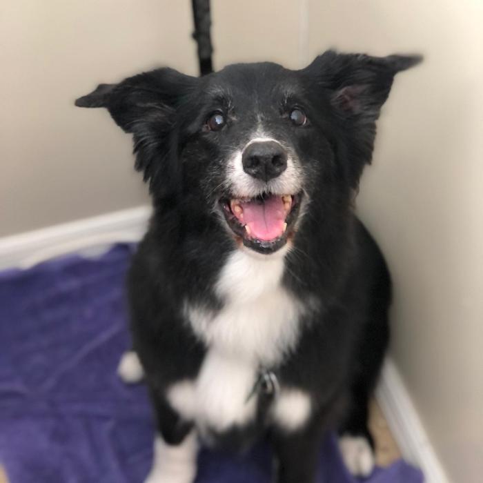 Homedoggy - Brooklyn, NY