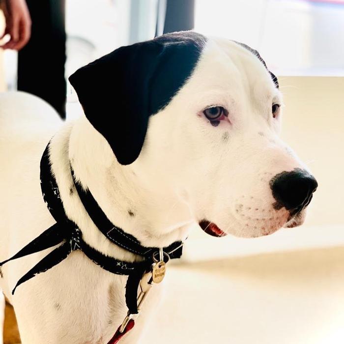 Homedoggy - Brooklyn, NY