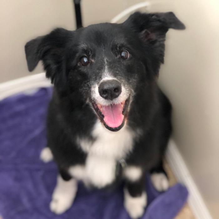 Homedoggy - Brooklyn, NY