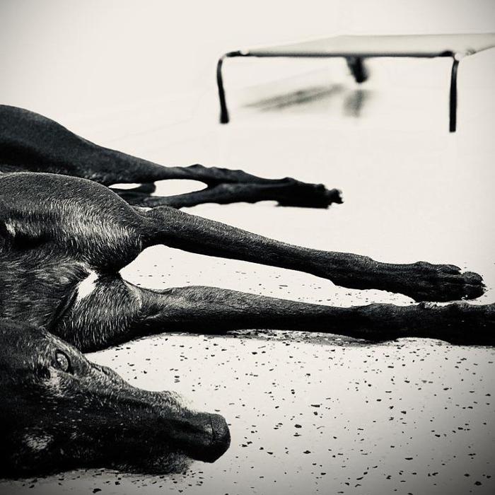 Homedoggy - Brooklyn, NY