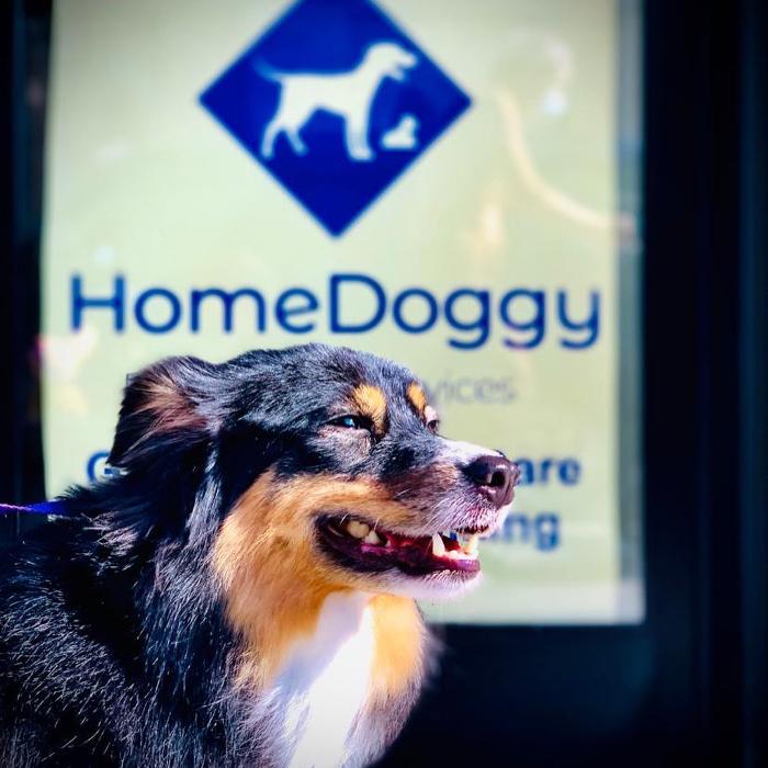 Homedoggy - Brooklyn, NY