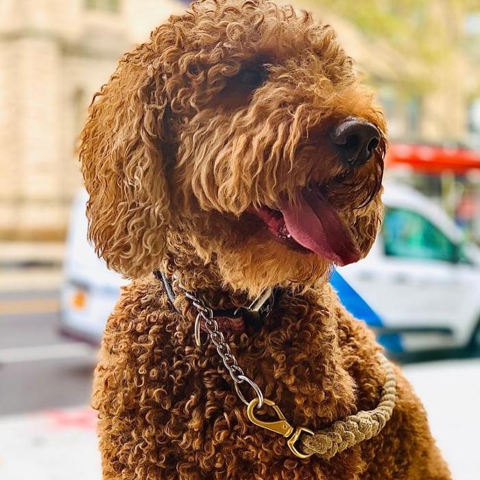 Homedoggy - Brooklyn, NY