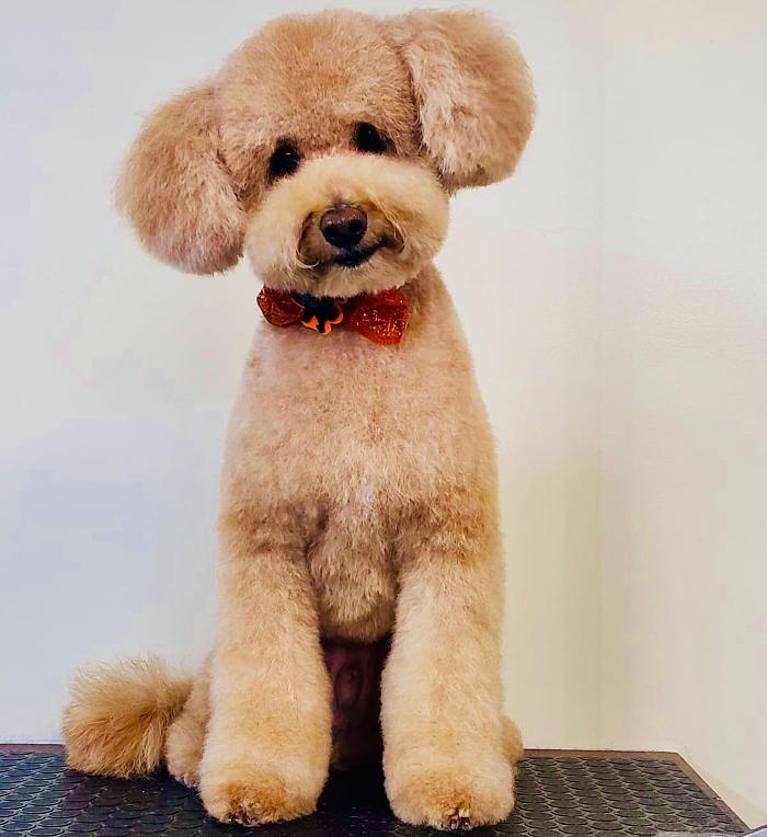 Homedoggy - Brooklyn, NY