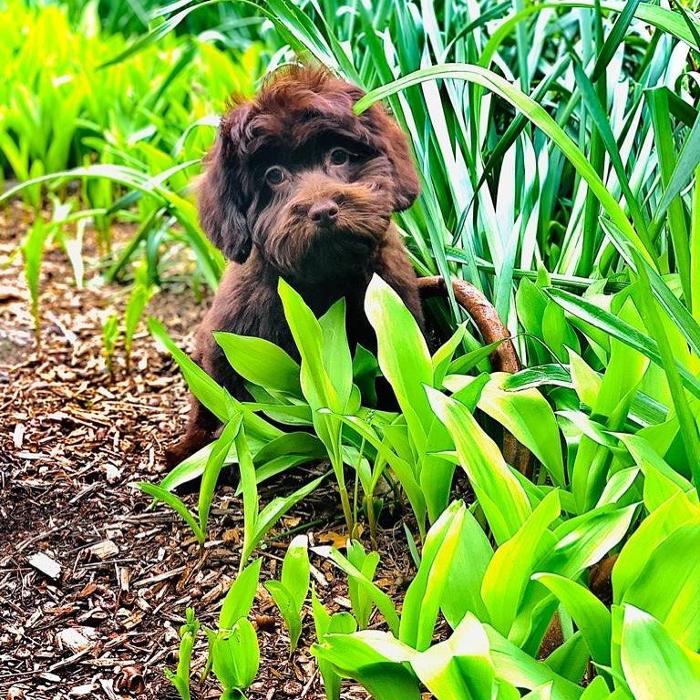 Homedoggy - Brooklyn, NY