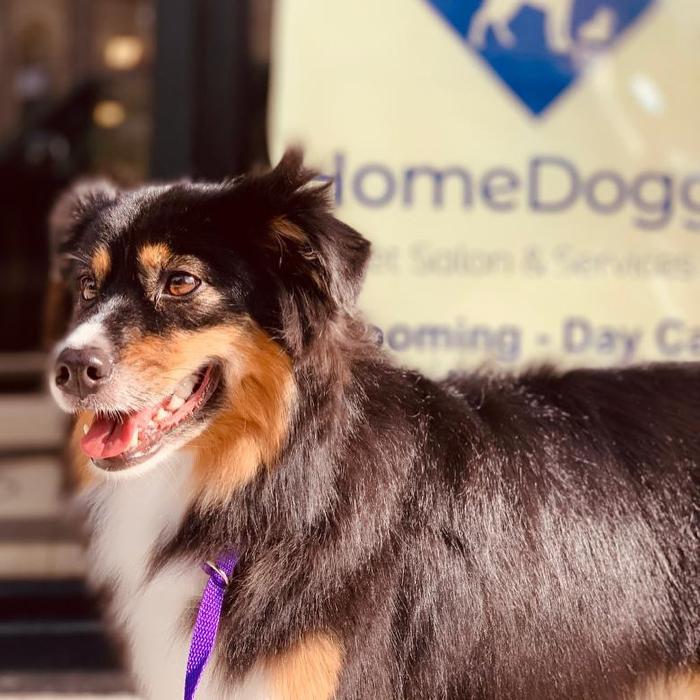 Homedoggy - Brooklyn, NY