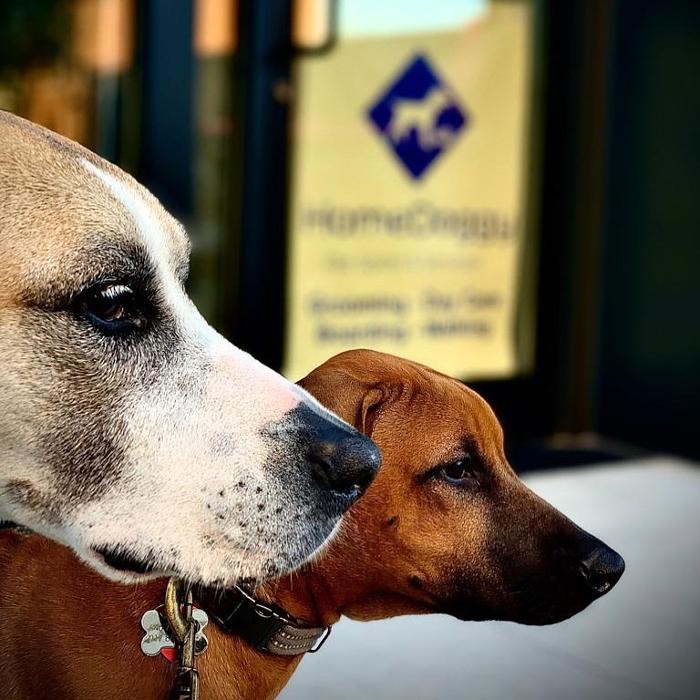 Homedoggy - Brooklyn, NY