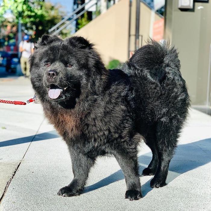 Homedoggy - Brooklyn, NY