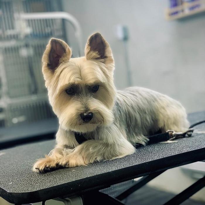Homedoggy - Brooklyn, NY