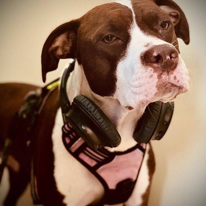 Homedoggy - Brooklyn, NY