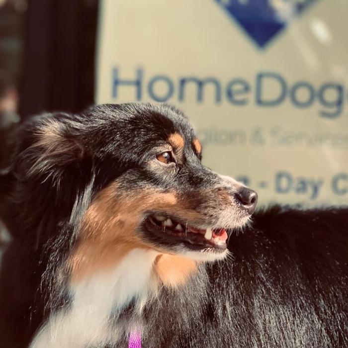 Homedoggy - Brooklyn, NY