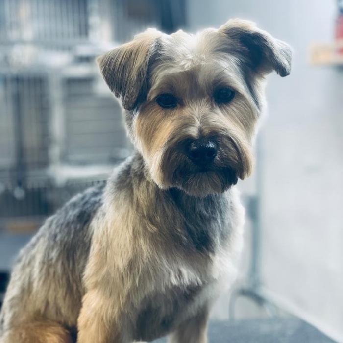 Homedoggy - Brooklyn, NY