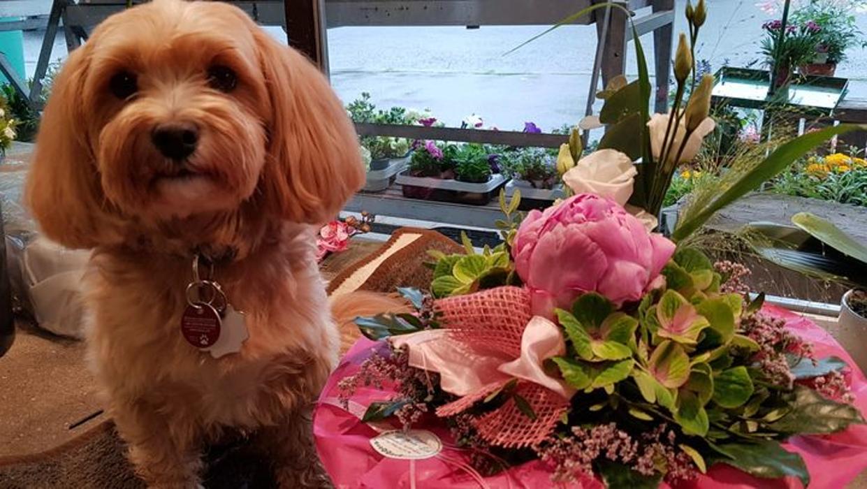 Uschi´s Blumen & Geschenke Eck, Am Felsenkeller in Kassel