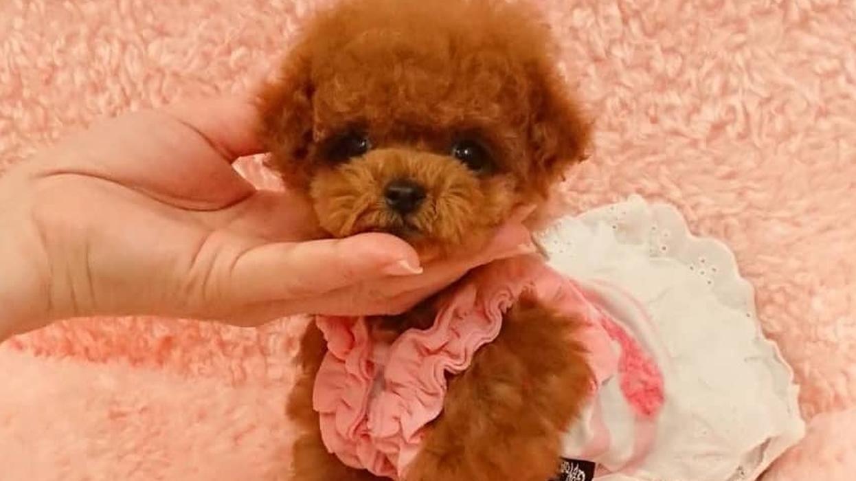 merlizanpoodle - Granada Hills, CA