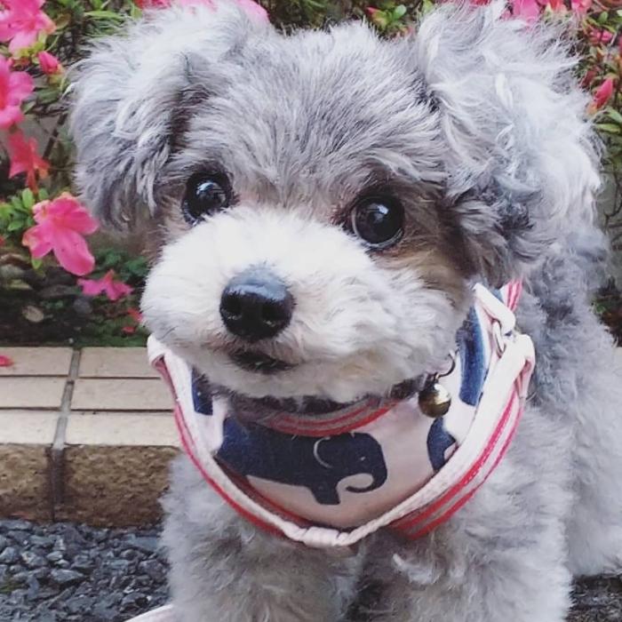 merlizanpoodle - Granada Hills, CA