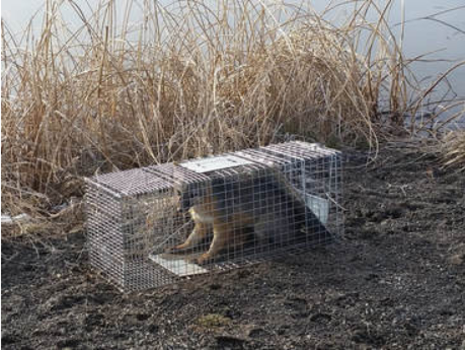SAN JUAN WILDLIFE SERVICES - Mancos, CO