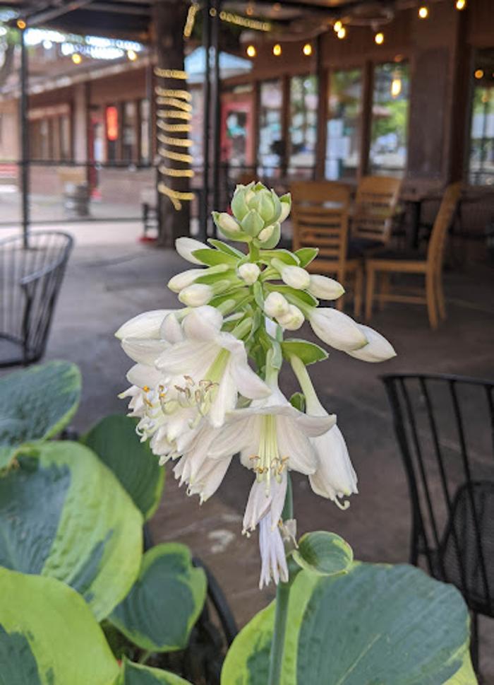 Dagabi Cucina - Boulder, CO