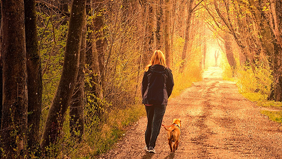 Tierbestattung Stegersbach, Herrengasse in Stegersbach