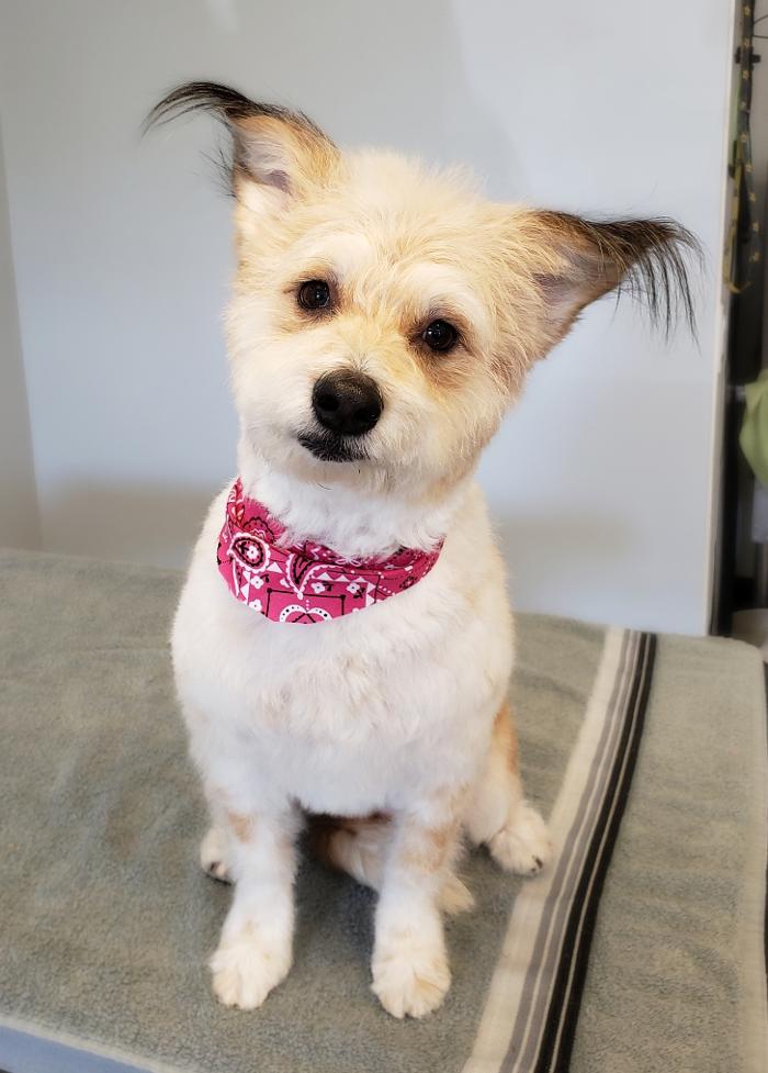 The Canine Clippery - Albuquerque, NM