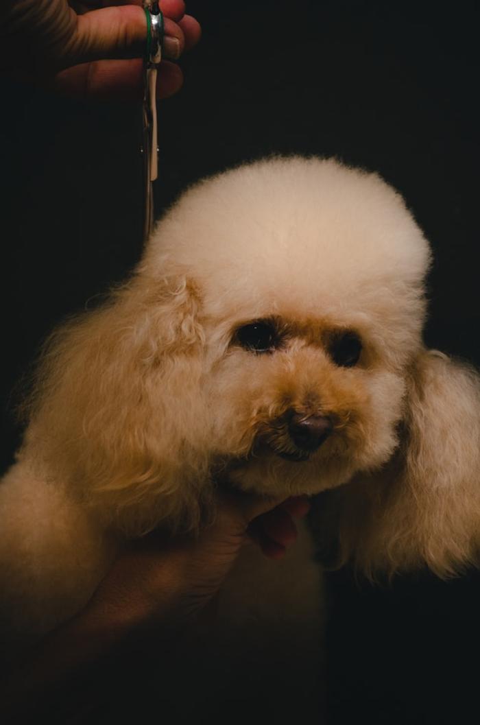 The Canine Clippery - Albuquerque, NM