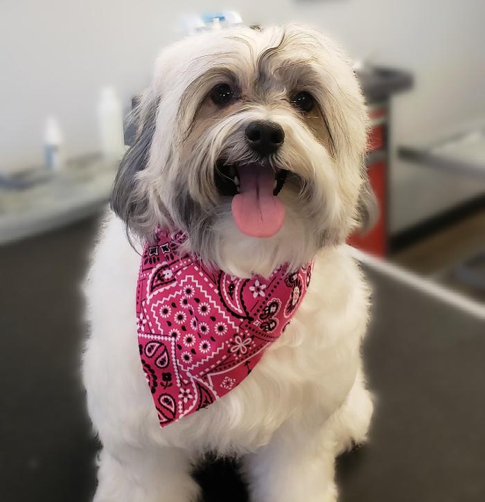 The Canine Clippery - Albuquerque, NM