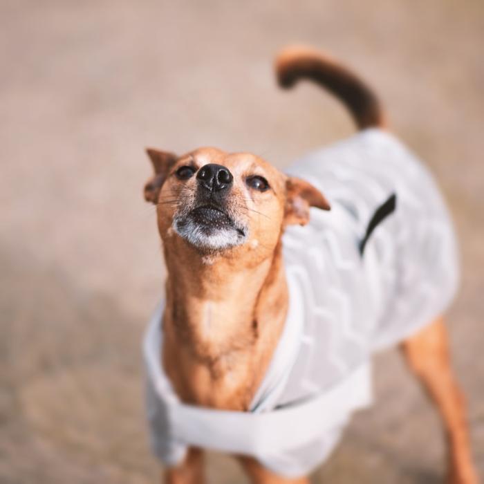 The Canine Clippery - Albuquerque, NM