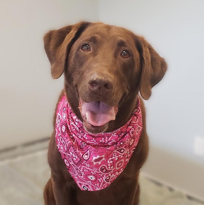 The Canine Clippery - Albuquerque, NM