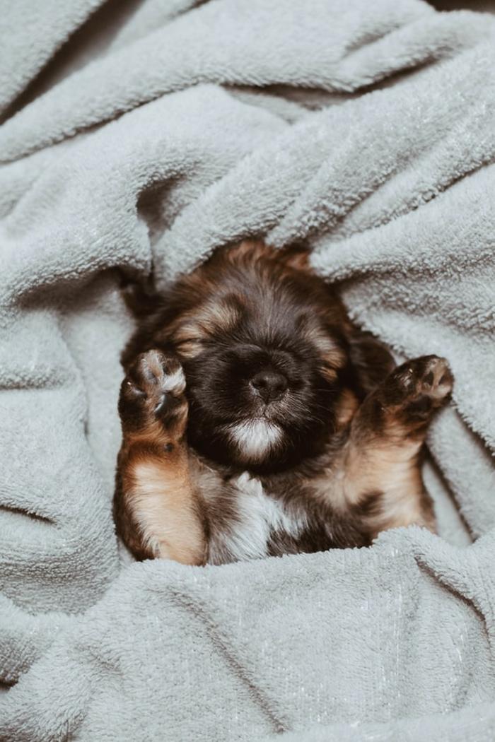 The Canine Clippery - Albuquerque, NM