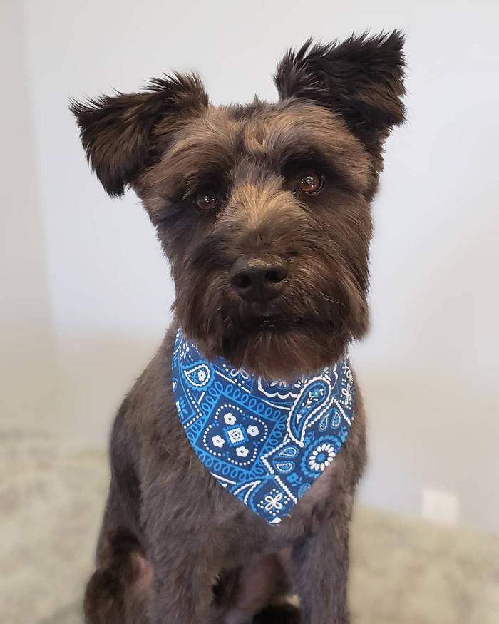 The Canine Clippery - Albuquerque, NM