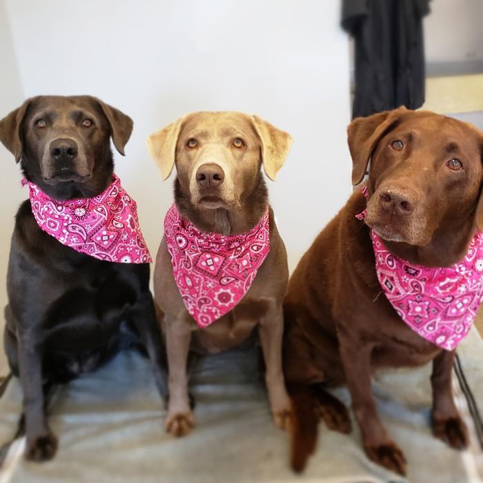 The Canine Clippery - Albuquerque, NM