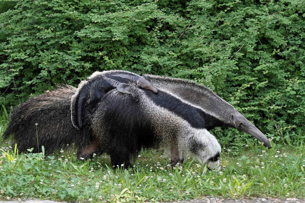 Zoologischer Garten Potsdam zoologischer garten berlin tierparks zoologische parks Zoologischer Garten Potsdam zoologischer garten berlin tierparks zoologische parks