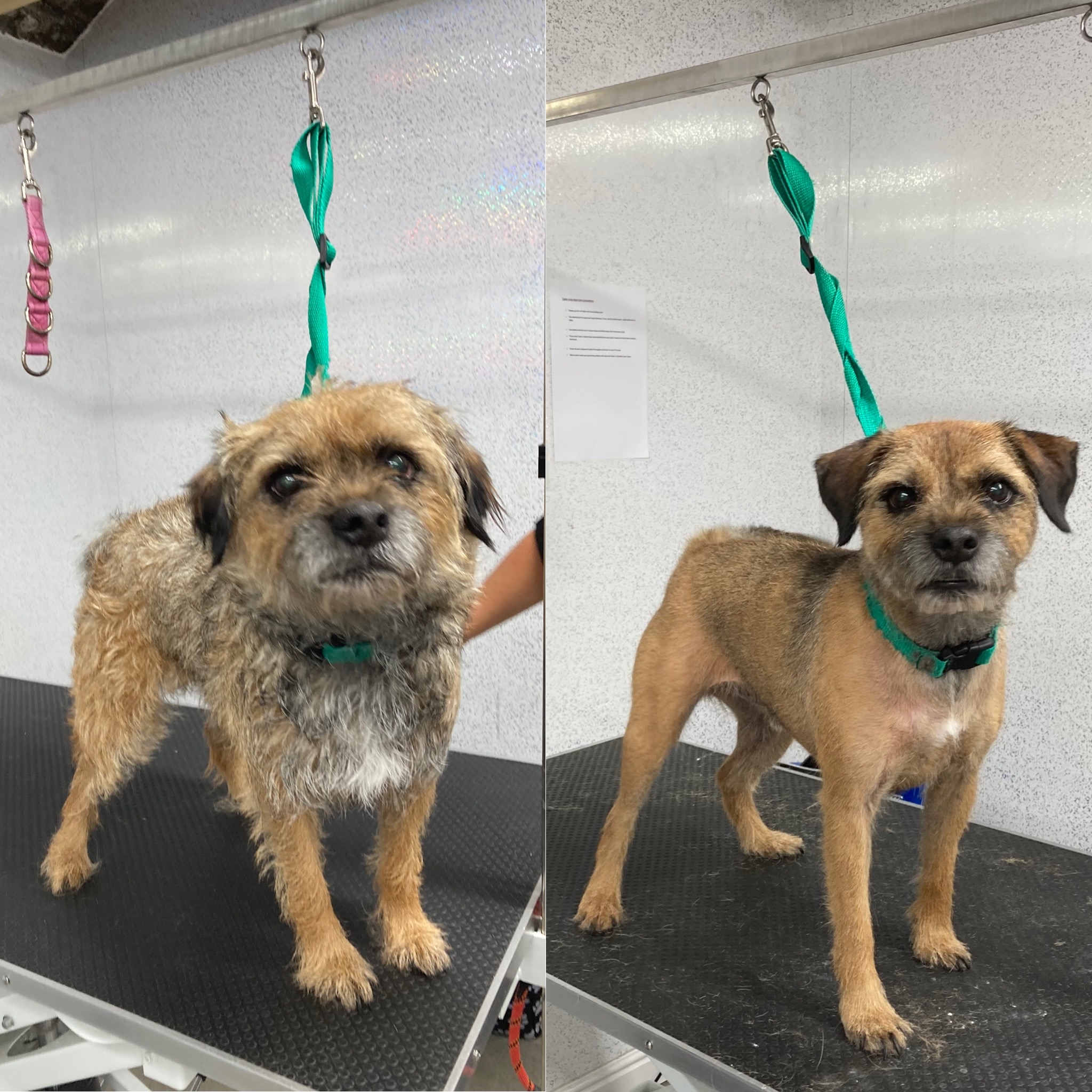 Megan Sparkles Dog Grooming - Lancaster, Lancashire LA2 6PF - 07756 320282 | ShowMeLocal.com