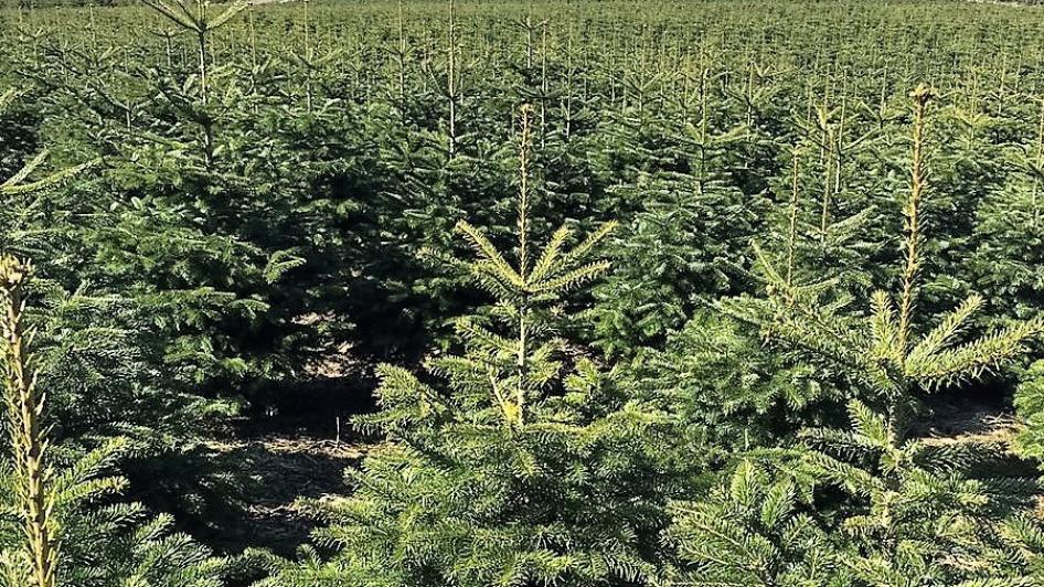 Weihnachtsbaum Onlineshop - Dein Weihnachtsbaum DE, Dammbeck in Schmalfeld