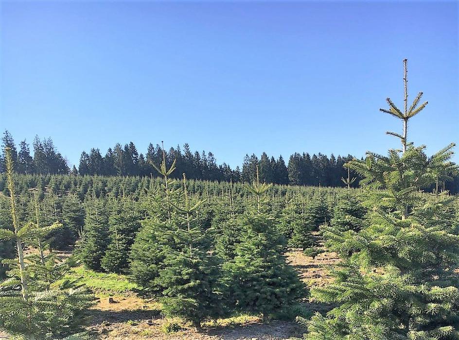 Weihnachtsbäume Holstein KG - Weihnachtsbaum Großhandel, Dammbeck in Schmalfeld