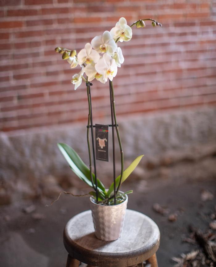 Lucilles Floral Designs Image