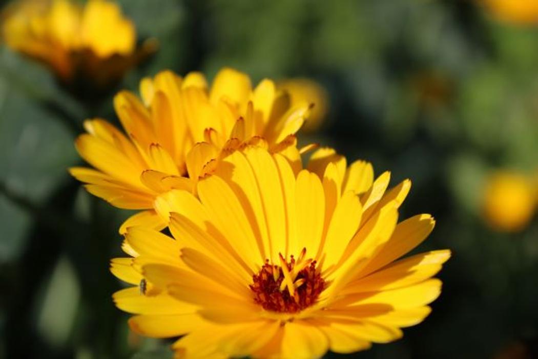 Helga Gabriele Kober in Michelbach (Westerwald)