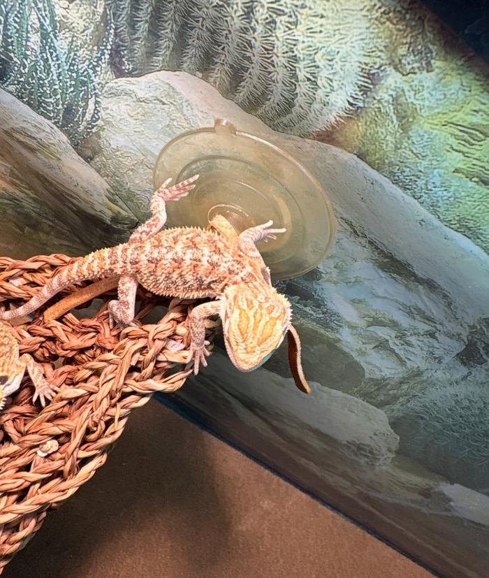 Petsense by Tractor Supply - Danville, KY