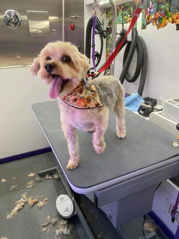 Groom 'n' Zoom Mobile Grooming - Sonora - Sonora, CA