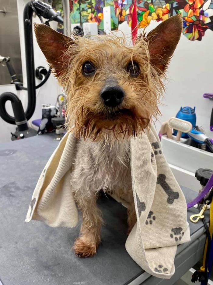Groom 'n' Zoom Mobile Grooming - Sonora - Sonora, CA