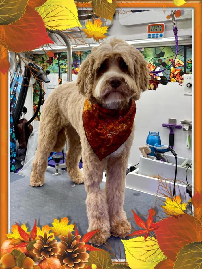 Groom 'n' Zoom Mobile Grooming - Sonora - Sonora, CA