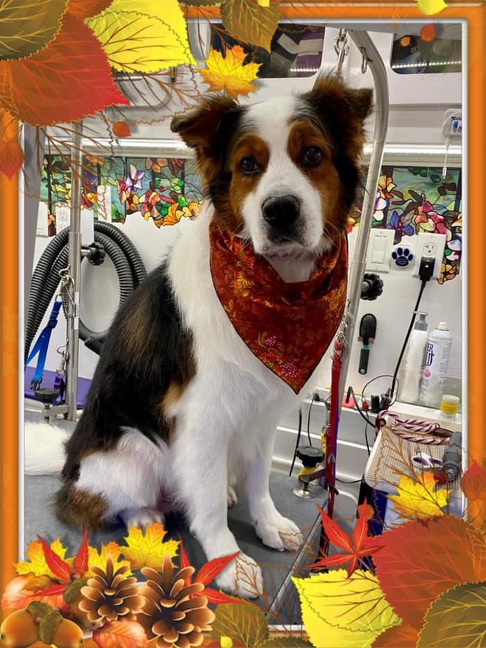 Groom 'n' Zoom Mobile Grooming - Sonora - Sonora, CA